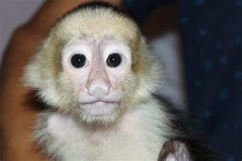 monos titi en venta|Madagascar Pets